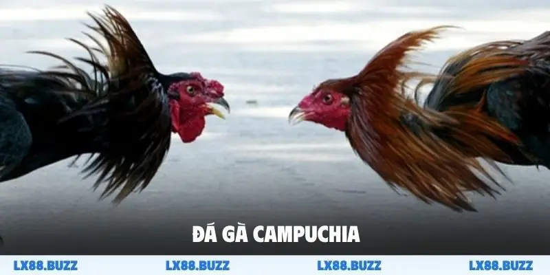 Đá gà Campuchia