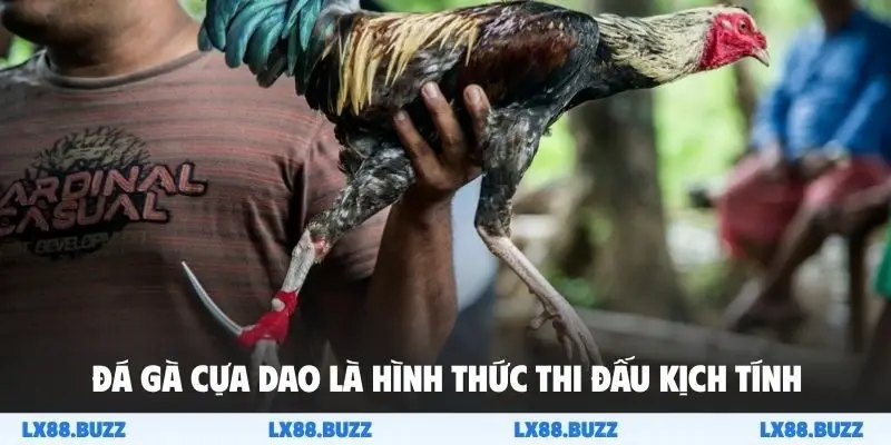 Đá gà cựa dao là hình thức thi đấu kịch tính