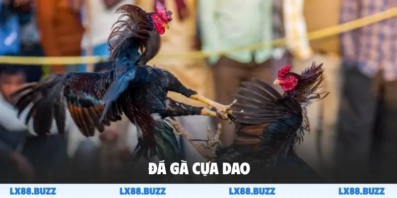 Đá gà cựa dao