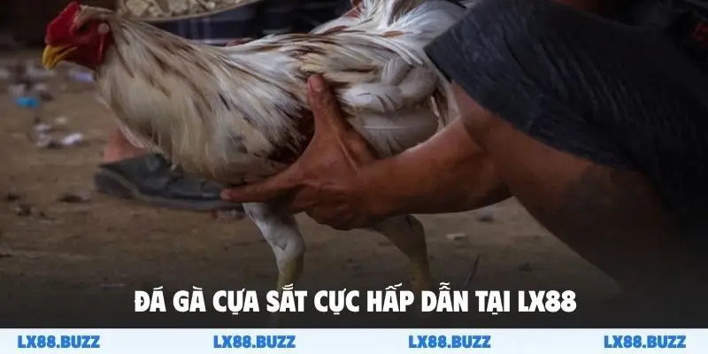 Đá gà cựa sắt cực hấp dẫn tại LX88