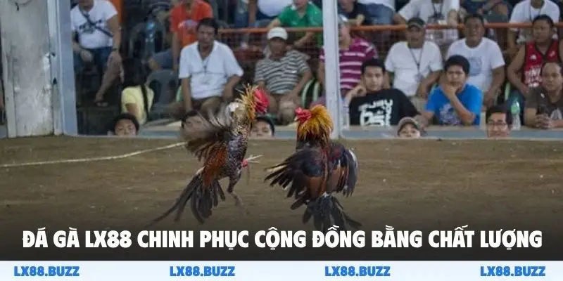 Đá gà LX88 chinh phục cộng đồng bằng chất lượng