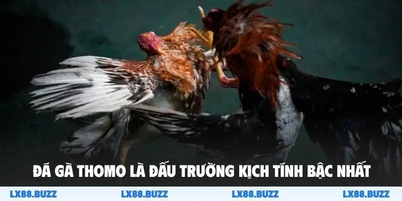 Đá gà Thomo là đấu trường kịch tính bậc nhất