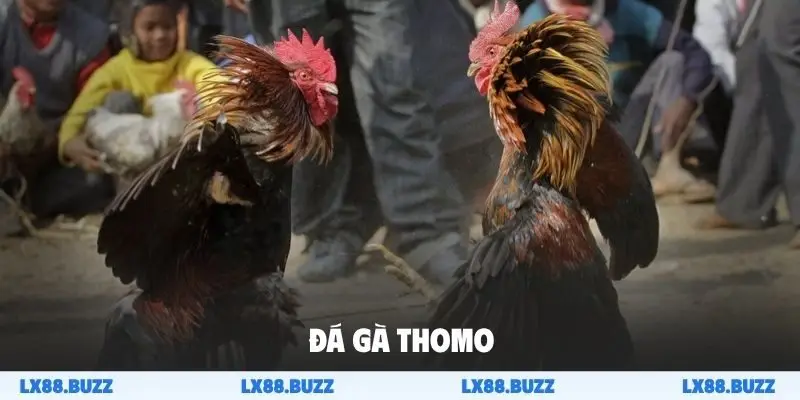 Đá gà Thomo