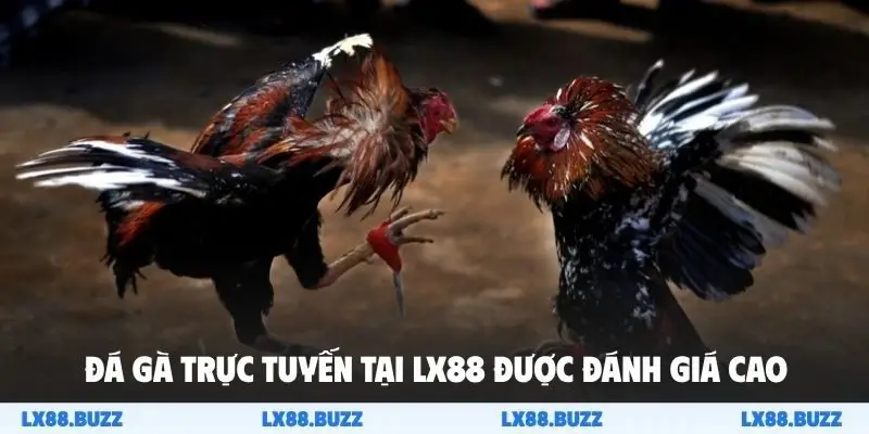 Đá gà trực tuyến tại LX88 được đánh giá cao