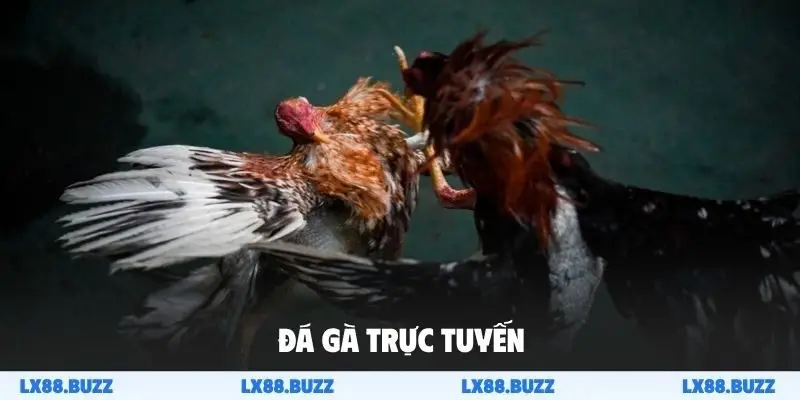 Đá gà trực tuyến