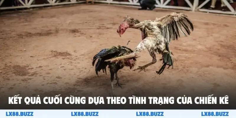 Kết quả cuối cùng dựa theo tình trạng của chiến kê