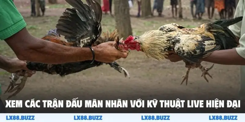 Xem các trận đấu mãn nhãn với kỹ thuật live hiện đại